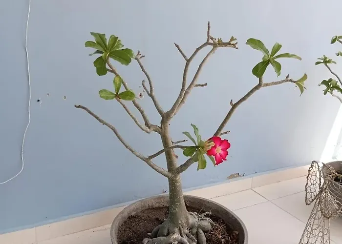 Pousada Flor de Caroá